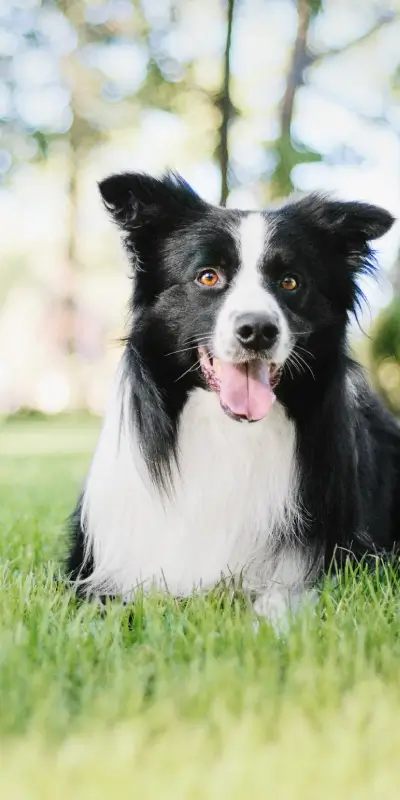Border Collie dog laying in a grassy park