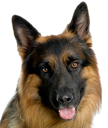 Bullet the German Shepherd