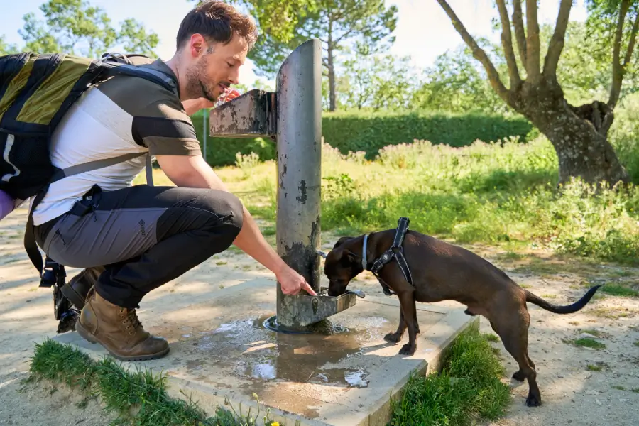 Dog drinking from a water station at a neighborhood park