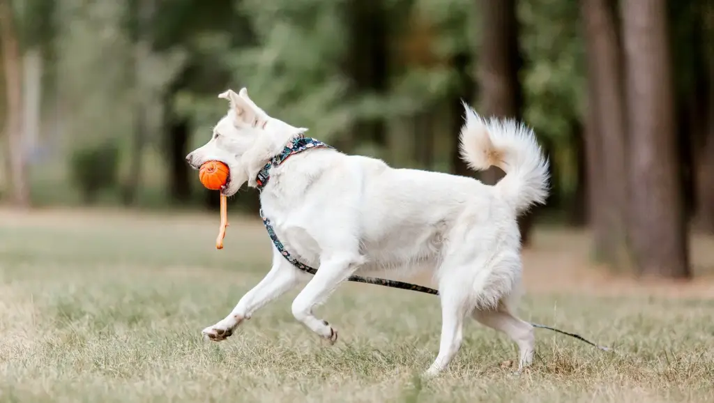Dog playing fetch in a park