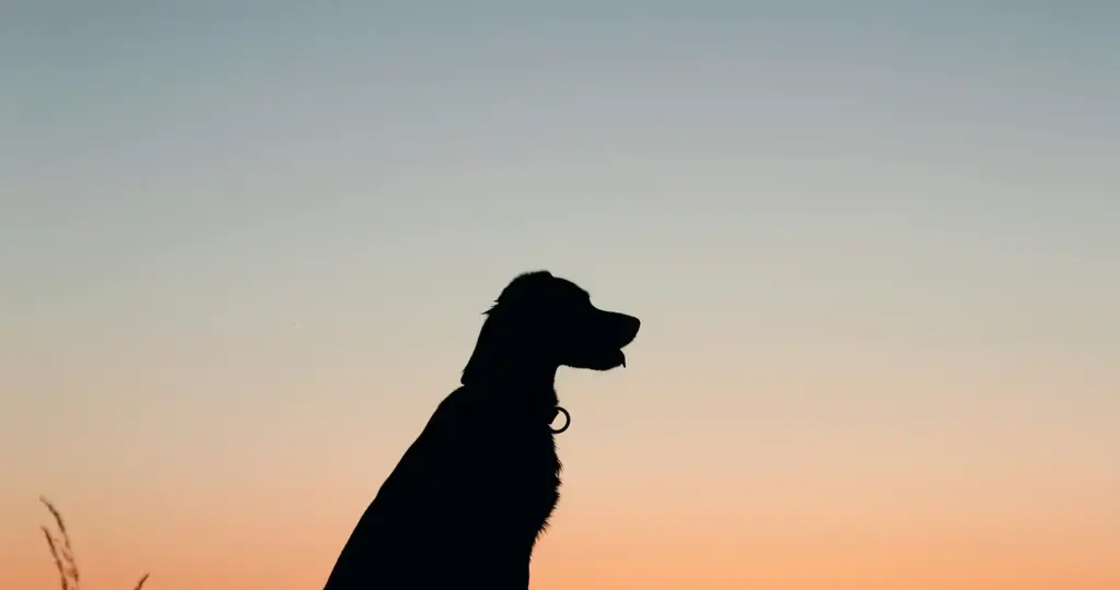 Dog sitting in a field at sunset