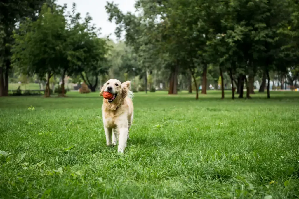 Golden retriever dog playing at dog park