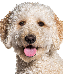 Zoey the Golden Doodle